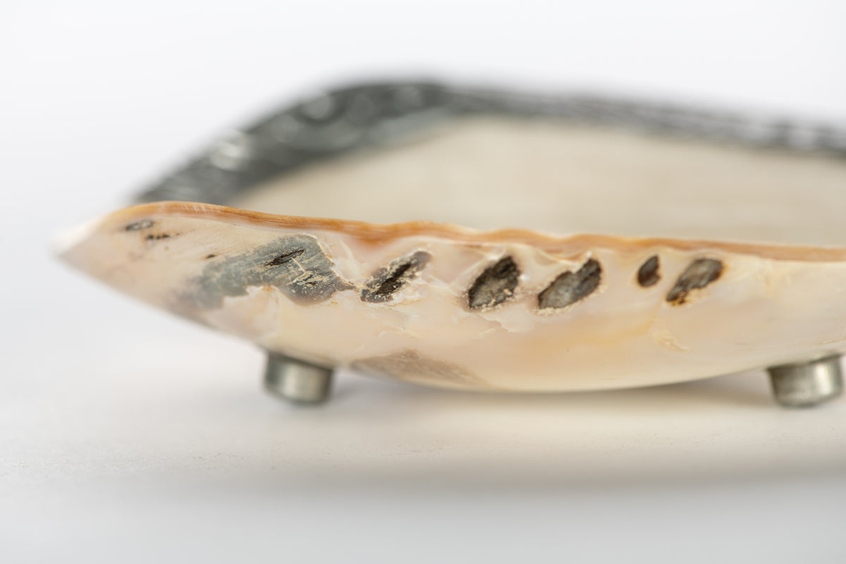 Shell Dish